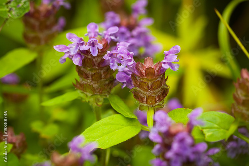 Beautiful Meadow Flowers Prunella Vulgaris Grow On Sunny Summer Meadow Close Up. photo