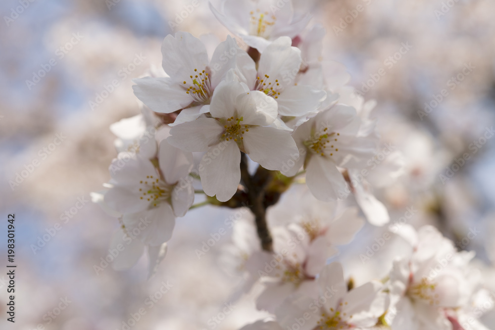 桜 桜