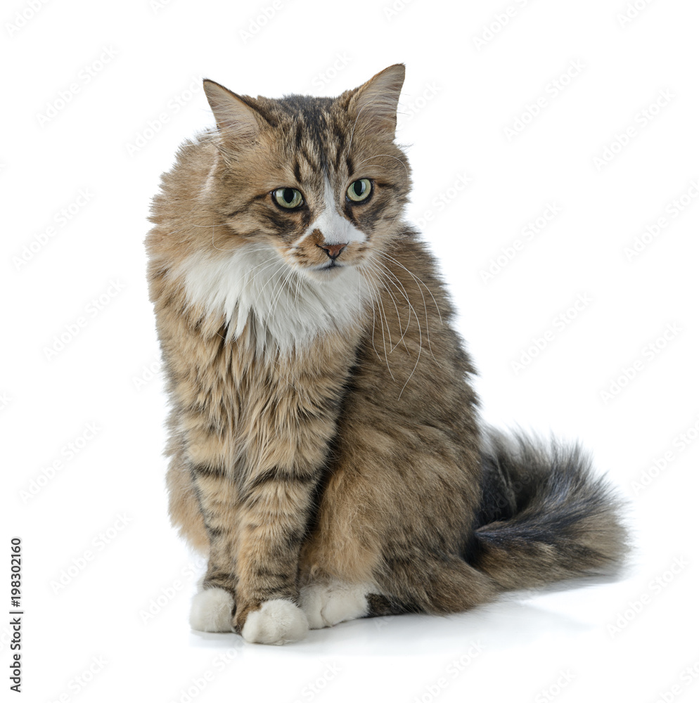 Norwegian Forest Cat Isolated 