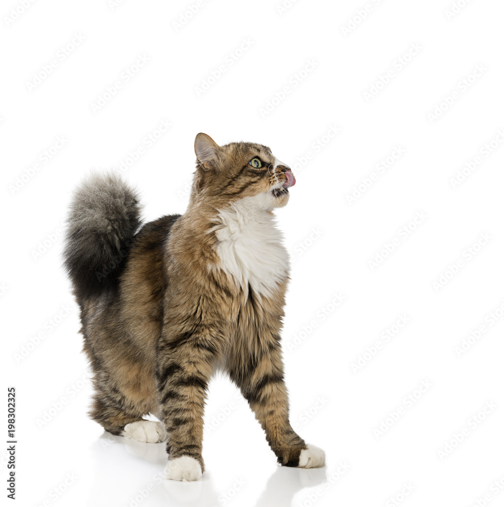 Cute Norwegian Forest Cat