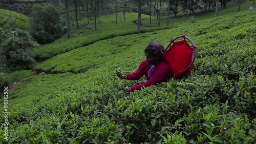 woman gathers tea on the plantation.