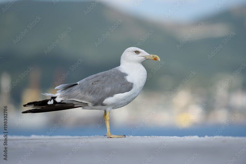 A beautiful and clean seagull, white-gray color stands on a level surface. Gray-white seagull on a blurred background A beautiful and clean seagull, white-gray color stands on a level surface. Gray-white seagull on a blurred background