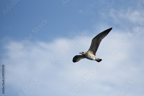 The seagull flies its wings wide against the blue sky with clouds