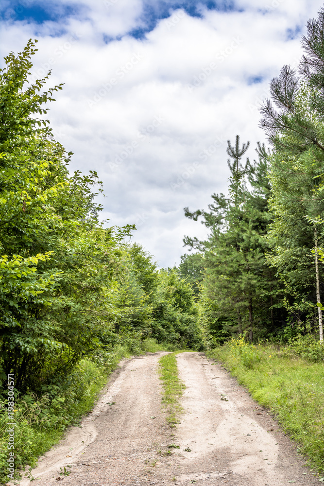 Fototapeta premium Path through green forest in spring, landscape