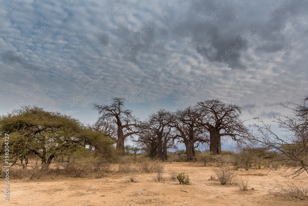 Baobabbaum (Adansonia digitata) - Afrikanischer Affenbrotbaum - Tansania Baobabbaum (Adansonia digitata) - Afrikanischer Affenbrotbaum - Tansania