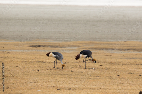 Kronenkranich (Balearica pavonina), auch Schwarzhals-Kronenkranich, Pfauenkranich oder Dunkler Kronenkranich 