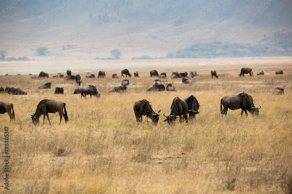 Gnuherde im Ngorongoro-Krater - Tansania Gnuherde im Ngorongoro-Krater - Tansania