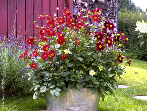 Rote Blumen im Metalltopf