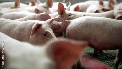 A small piglet in the farm. group of pigs waiting feed. swine in the stall.