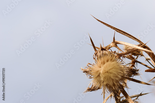 Fototapeta Naklejka Na Ścianę i Meble -  Dried thistle flower head isolated with copy space