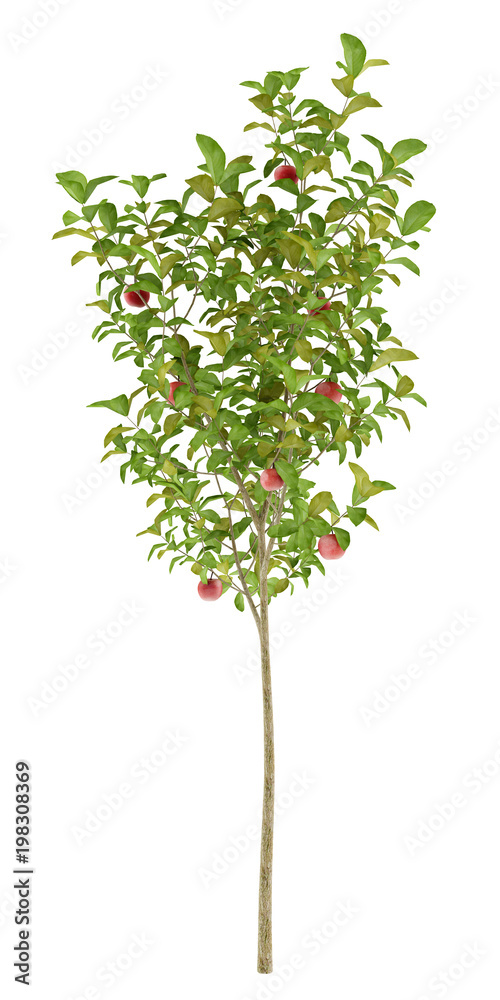 apple tree with red apples isolated on white background