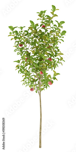 apple tree with red apples isolated on white background
