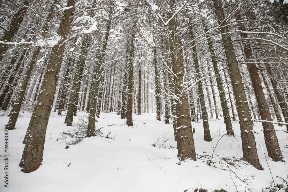 Fototapeta premium Winter forest