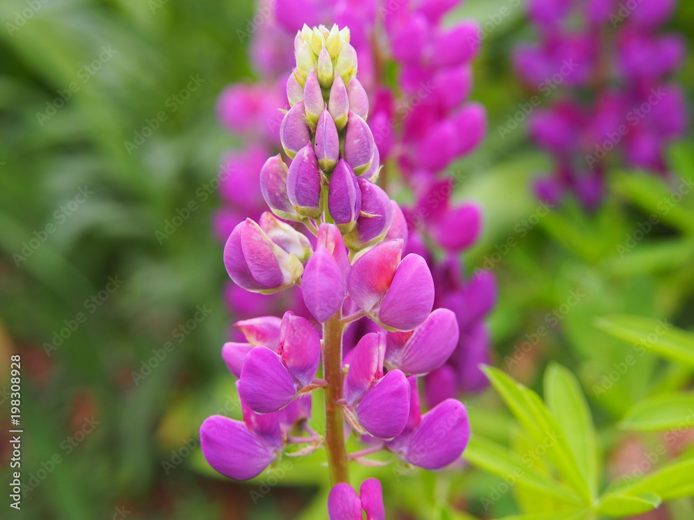 Obraz premium Lupinus 'Camelot Blue' - Hybrid Lupine