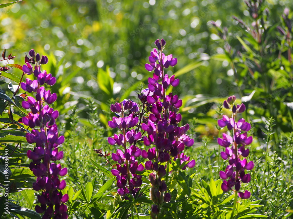 Fototapeta premium Lupinus 'Camelot Blue' - Hybrid Lupine