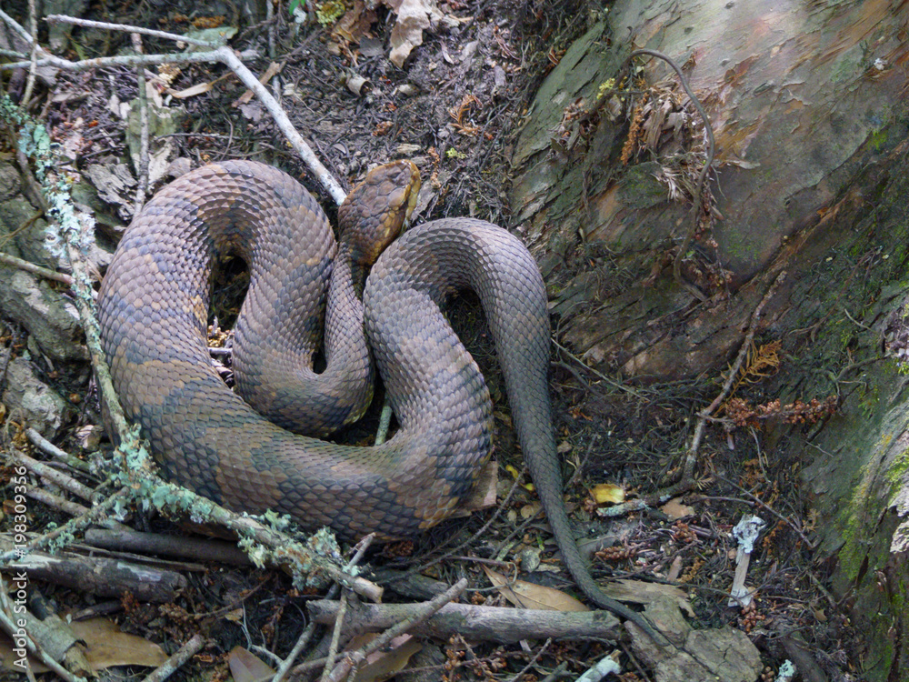 Obraz premium Cottonmouth or water moccasin snake coiled on the ground
