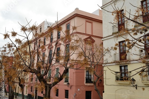 Piante e case, contrasti di colori  a Cadice, Andalusia, Spagna photo