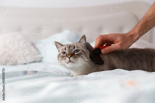 Фотография Domestic cat in relaxing mood