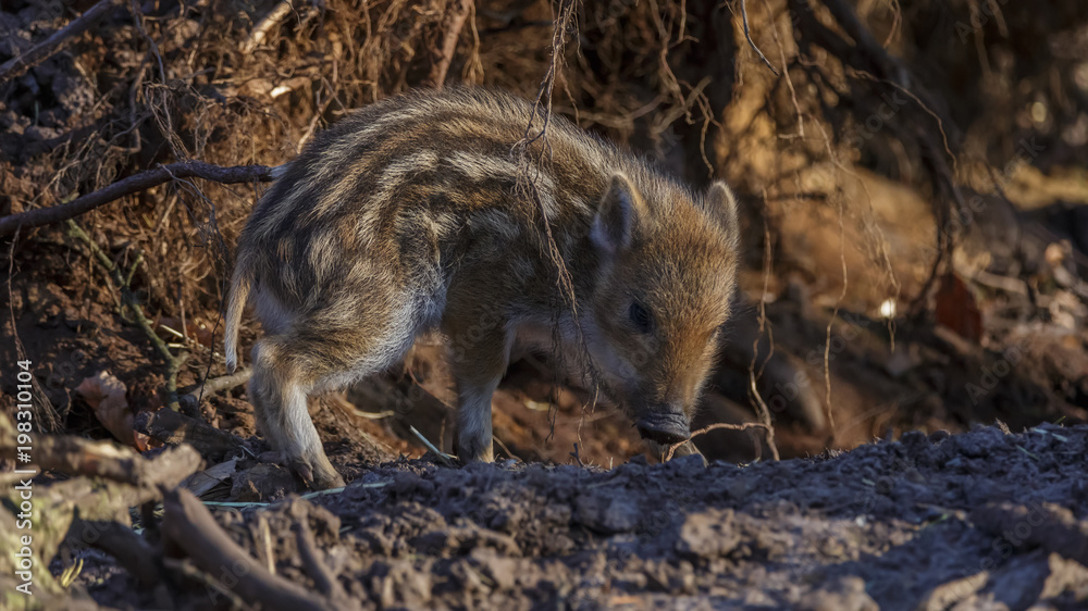Young wild Boar Young wild Boar
