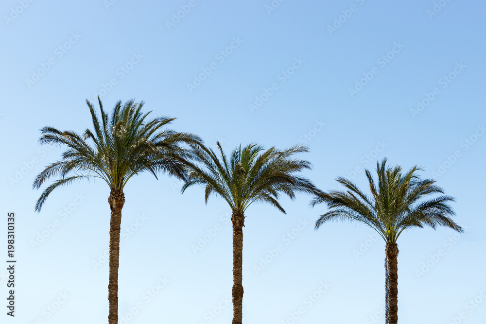 Fototapeta premium Three palm trees against a blue sky