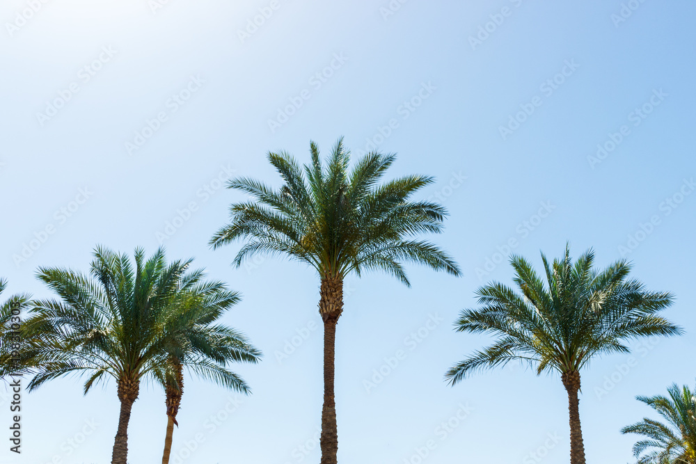 Coconut palm trees on blue sky background