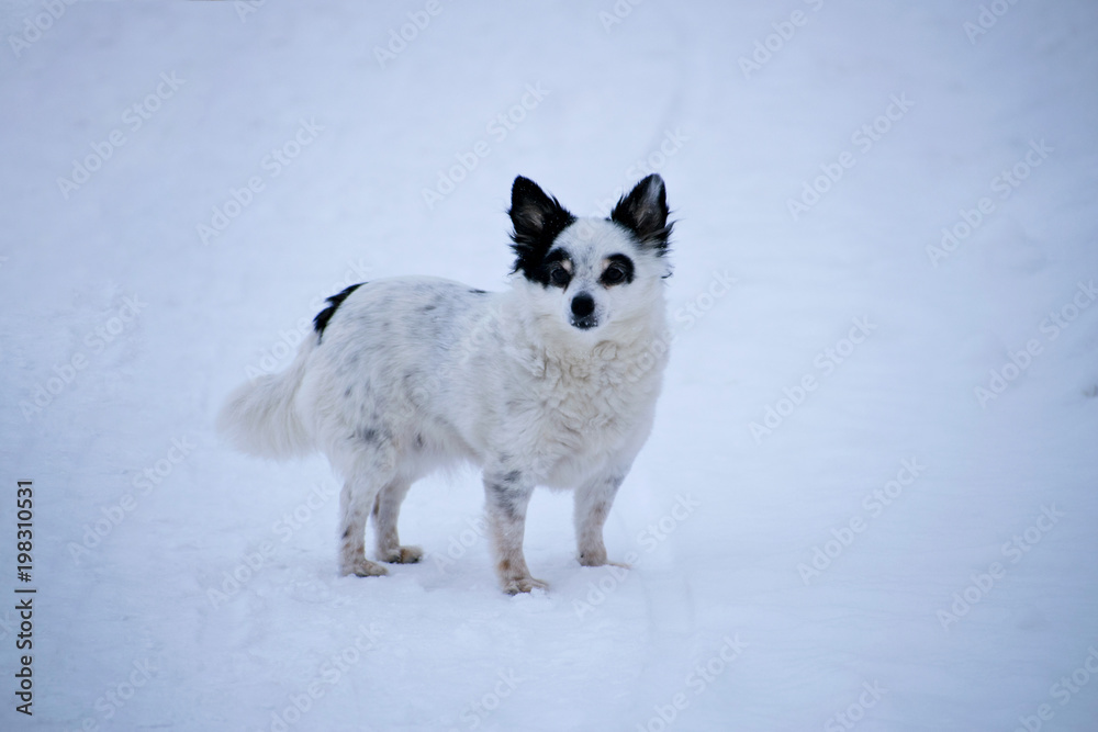 Little funny dog looking around while walking in the winter. Pet on a walk. Little funny dog looking around while walking in the winter. Pet on a walk.