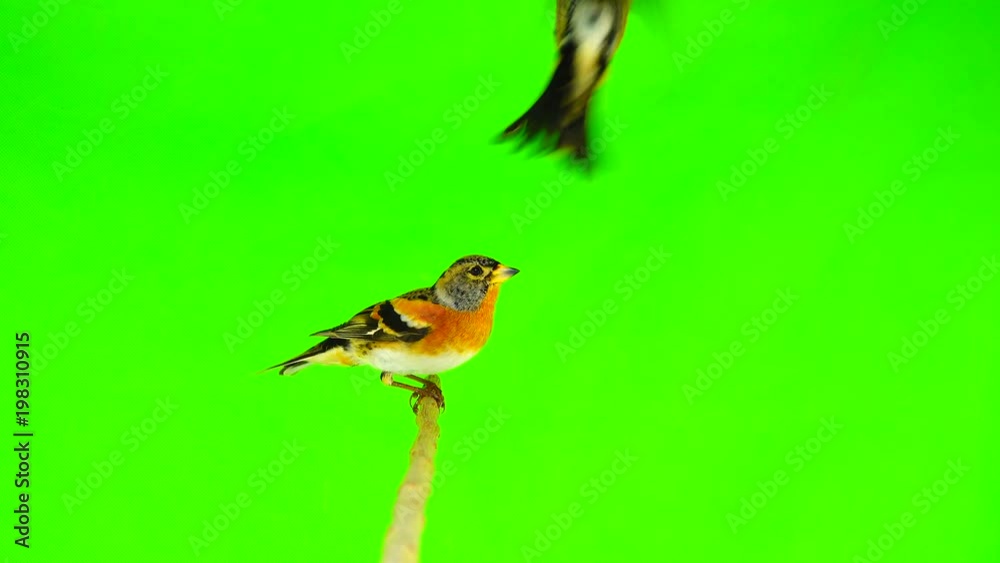 two Brambling (Fringilla montifringilla) sits on a branch and flies away, isolated on a green screen two Brambling (Fringilla montifringilla) sits on a branch and flies away, isolated on a green screen