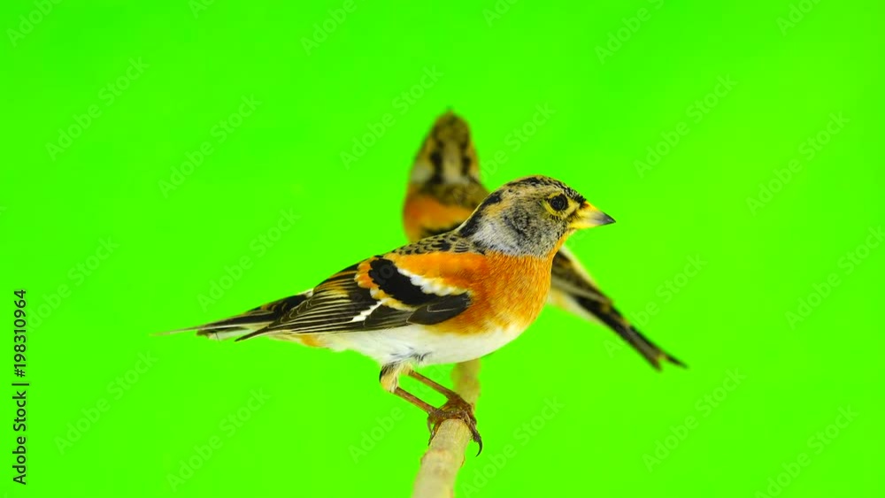 two Brambling (Fringilla montifringilla) sits on a branch isolated on a green screen two Brambling (Fringilla montifringilla) sits on a branch isolated on a green screen