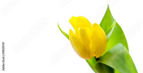 banner with yellow tulip isolated on white with copy space