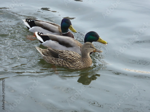 Zwei Erpel und eine weibliche Ente schwimmen gemeinsam