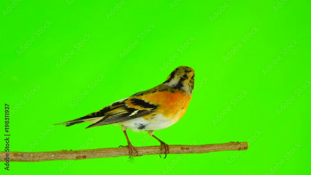 female Brambling (Fringilla montifringilla) sits on a branch isolated on a green screen female Brambling (Fringilla montifringilla) sits on a branch isolated on a green screen