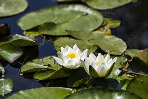 White water lily flowers