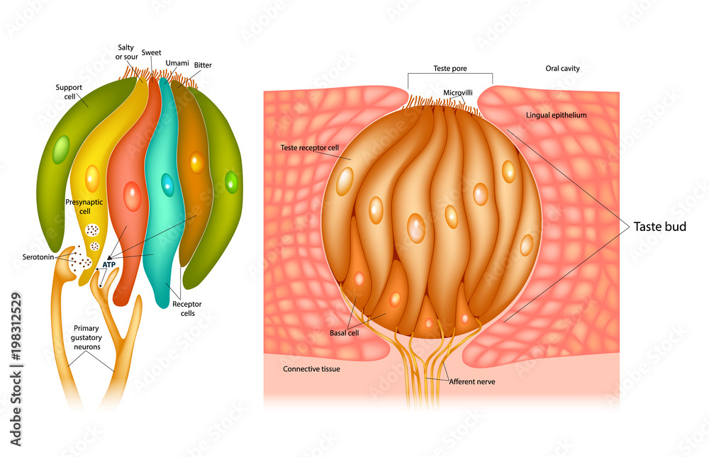 Vettoriale Stock Taste bud structure in the human tongue. Taste receptor  cells | Adobe Stock