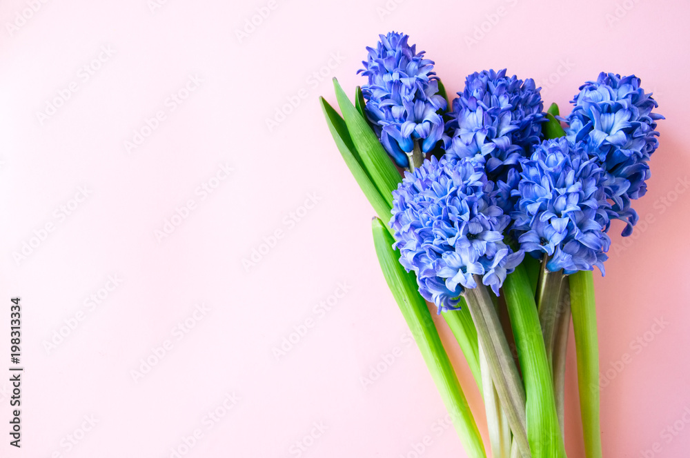 Obraz premium Group of hacinth flowers on a pibk background. Top view and copy space.