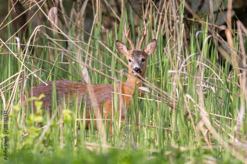 Capreolus capreolus - roe deer, beautiful male standing in reeds. Beautiful young male antlers. Wildlife scenery, Slovakia, Europe.