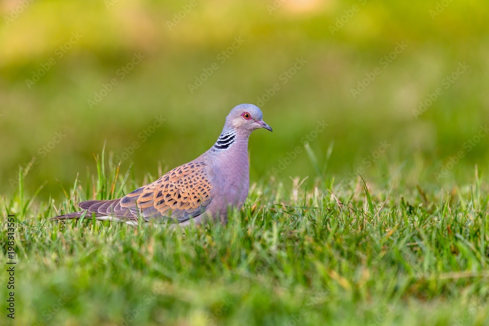 Turtle dove, Streptopelia turtur, Single bird in grass. The natural scenery of Slovakia, Europe. Wildlife. Turtle dove, Streptopelia turtur, Single bird in grass. The natural scenery of Slovakia, Europe. Wildlife.