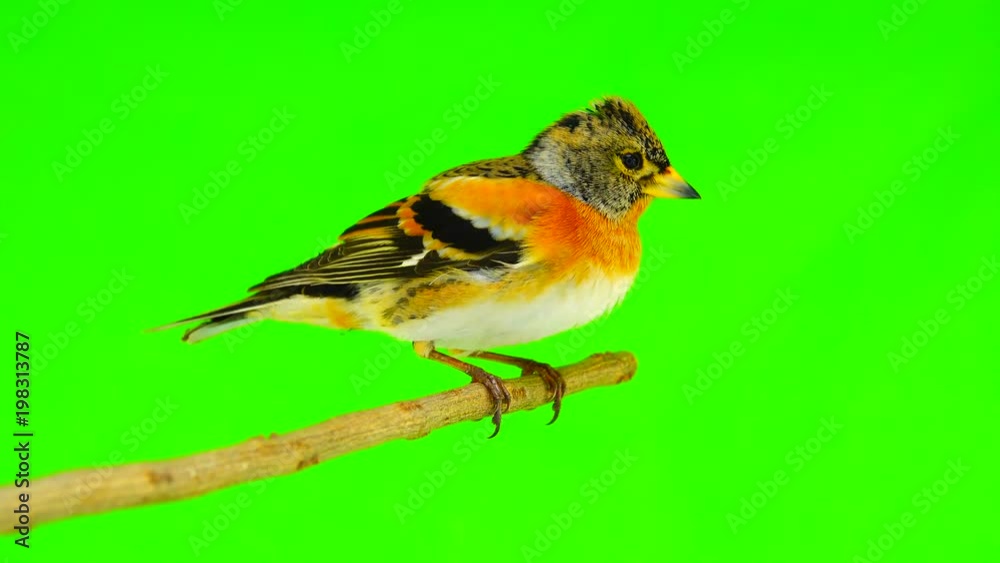 female Brambling (Fringilla montifringilla) sits on a branch isolated on a green screen female Brambling (Fringilla montifringilla) sits on a branch isolated on a green screen
