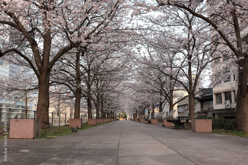 桜の散歩道　早朝