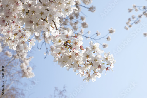 桜　満開