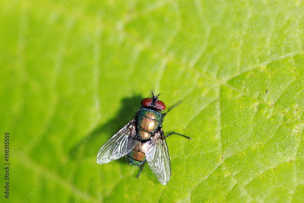 MOUCHE MOUCHE