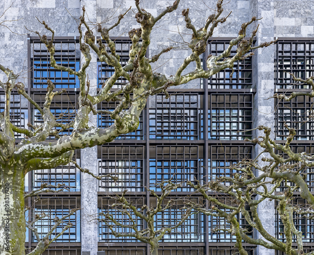 Plane-tree branches without leaves in front of the windows of an office building