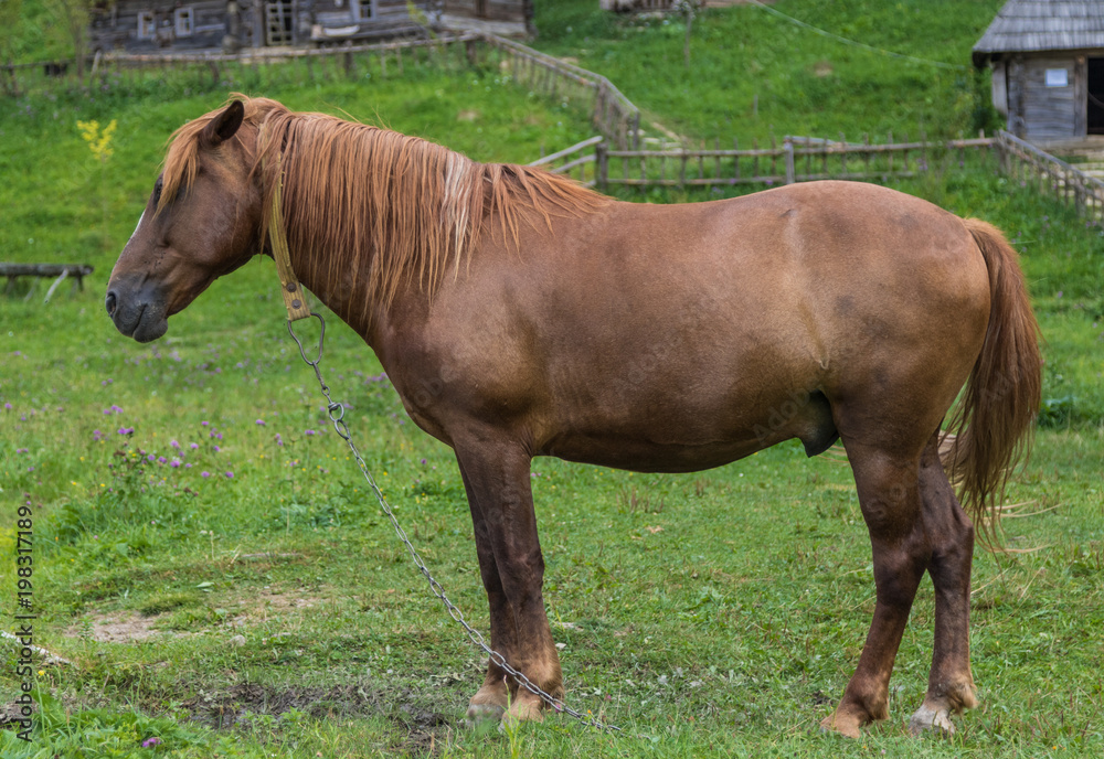 Fototapeta premium a well-groomed horse grazes on a meadow