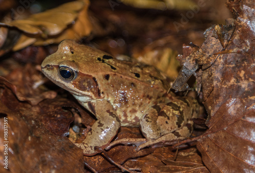 the frog sits in brown foliage