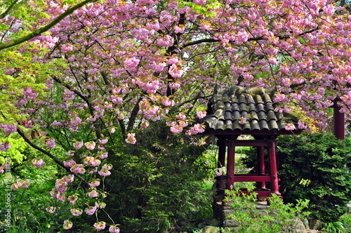 Japanischer Garten Leverkusen, Mai