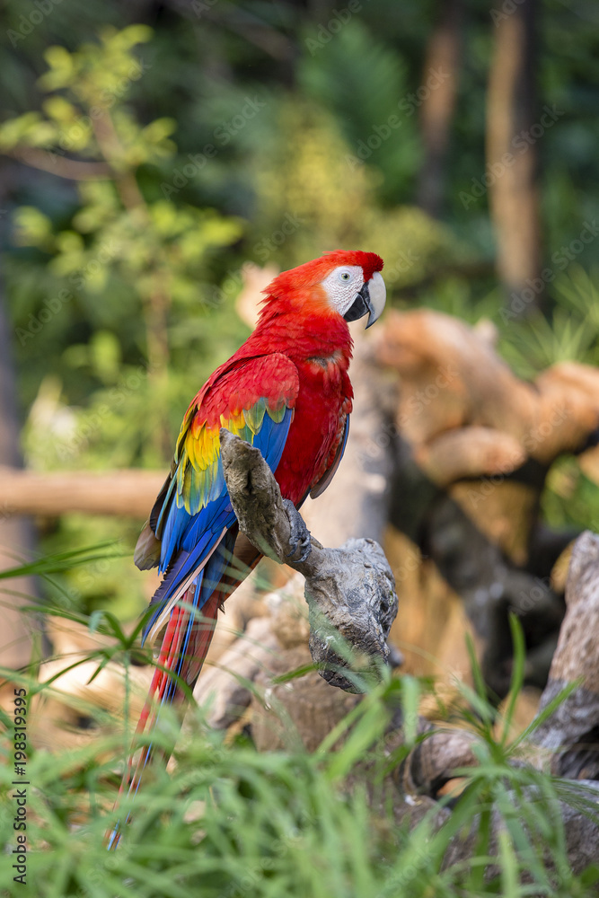 Red Macaw Parrot in Bangkok, Thailand