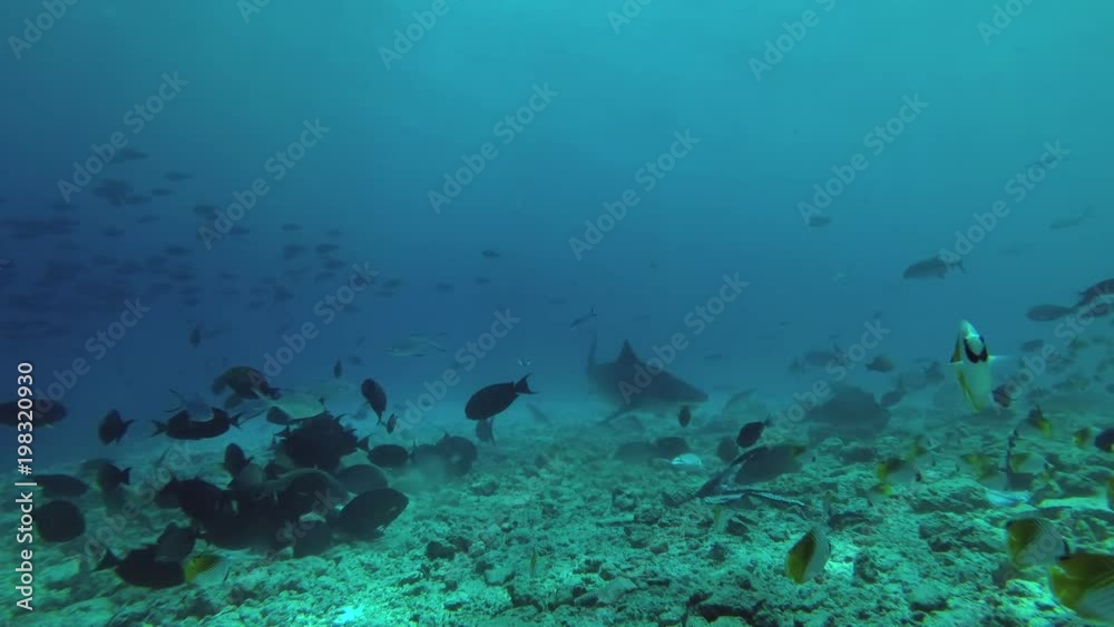 Tiger Shark picks up the remains of tuna and other fishery wastes thrown into the ocean
Tiger Shark picks up the remains of tuna and other fishery wastes thrown into the ocean