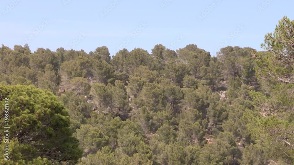 Mediterranean Forest on Mallorca, Spain. Mediterranean Forest on Mallorca, Spain.