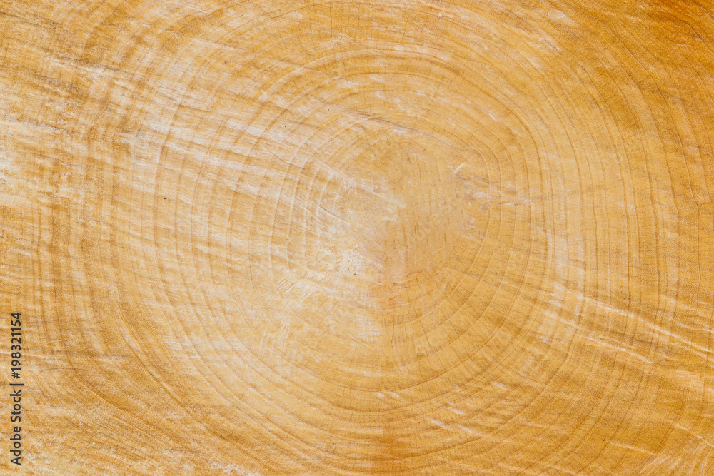 Fototapeta premium close up wooden cut texture