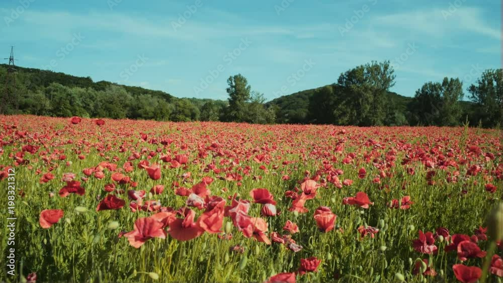 Poppy field. Sunset in the field. Sunrise opium field. Red poppy flowers. Red flowers in the meadow. Field of red poppy flower. Poppy field. Sunset in the field. Sunrise opium field. Red poppy flowers. Red flowers in the meadow. Field of red poppy flower.