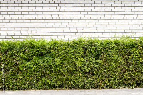 Bilde på lerret Green plant and white brick wall background